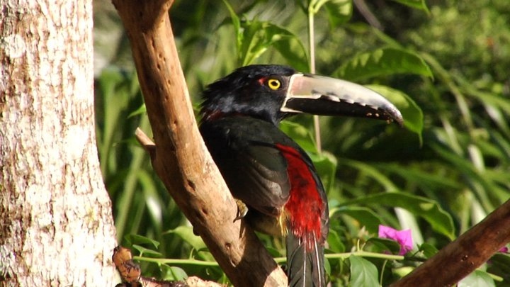 Collared Aracari